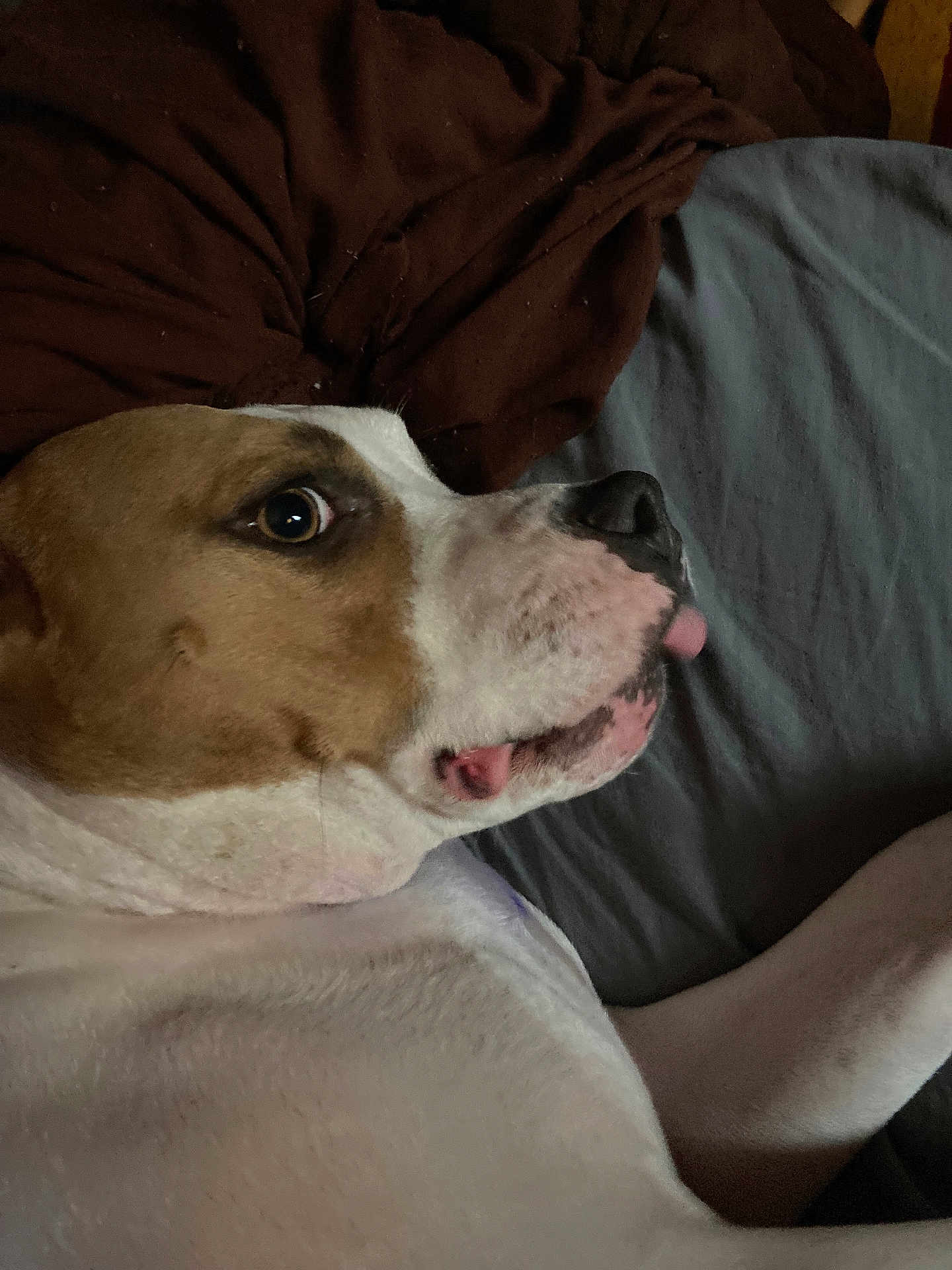 Ava joined the competition — help win amazing prizes! dog, pet, close_up, lying_down, bed, blanket, brown, gray, tongue_out, cute, animal, canine, fur, resting, snout, white, brown_spots, indoor, sleepy, companion