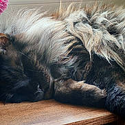 Sherkan participe au concours pour gagner de l'argent avec cette photo : cat, sleeping, fluffy, long_hair, wooden_surface, flower, pink_flower, pet, animal, cozy, nap, feline, indoor, closeup, relaxation, whiskers, fur, peaceful, resting, cute