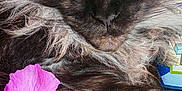 Sherkan participe au concours pour gagner de l'argent avec cette photo : cat, fluffy, sleeping, black_fur, flower, pink_flower, pet, close_up, relaxation, whiskers, fur_texture, indoor, peaceful, resting, nature, wood_surface, still_life, cute, animal, domestic