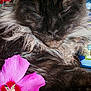 cat, fluffy, sleeping, black_fur, flower, pink_flower, pet, close_up, relaxation, whiskers, fur_texture, indoor, peaceful, resting, nature, wood_surface, still_life, cute, animal, domestic