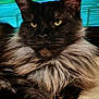 Sherkan a rejoint le concours — aidez-le/la à gagner de superbes lots ! cat, fluffy, long_hair, pet, animal, portrait, feline, close_up, indoor, relaxed, whiskers, ears, yellow_eyes, muzzle, paw, fur, cute, domestic_animal, laying, calm