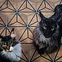 Sherkan participe au concours pour gagner de l'argent avec cette photo : cat, maine_coon, feline, pet, animal, indoor, floor, wooden_floor, geometric_pattern, fur, green_eyes, fluffy, whiskers, ears, sitting, looking_up, two_cats, domestic_cat, cute, curious