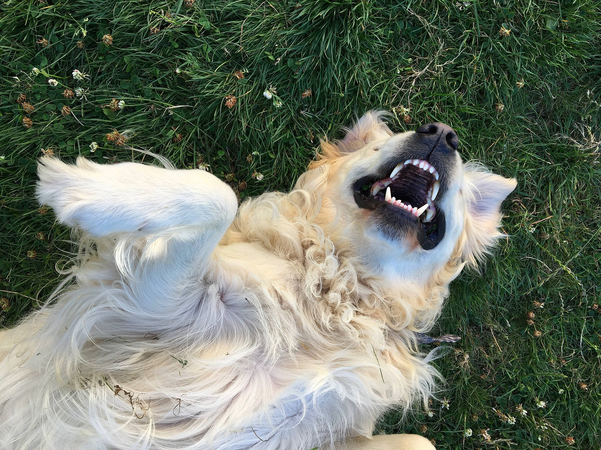 Guizmo a rejoint le concours — aidez-le/la à gagner de superbes lots ! canidae, carnivore, companion_dog, dog, dog_breed, dog_collar, fang, fawn, fur, german_spitz, german_spitz_mittel, grass, japanese_spitz, pomeranian, snout, spitz, sporting_group, volpino_italiano, working_animal, yawn