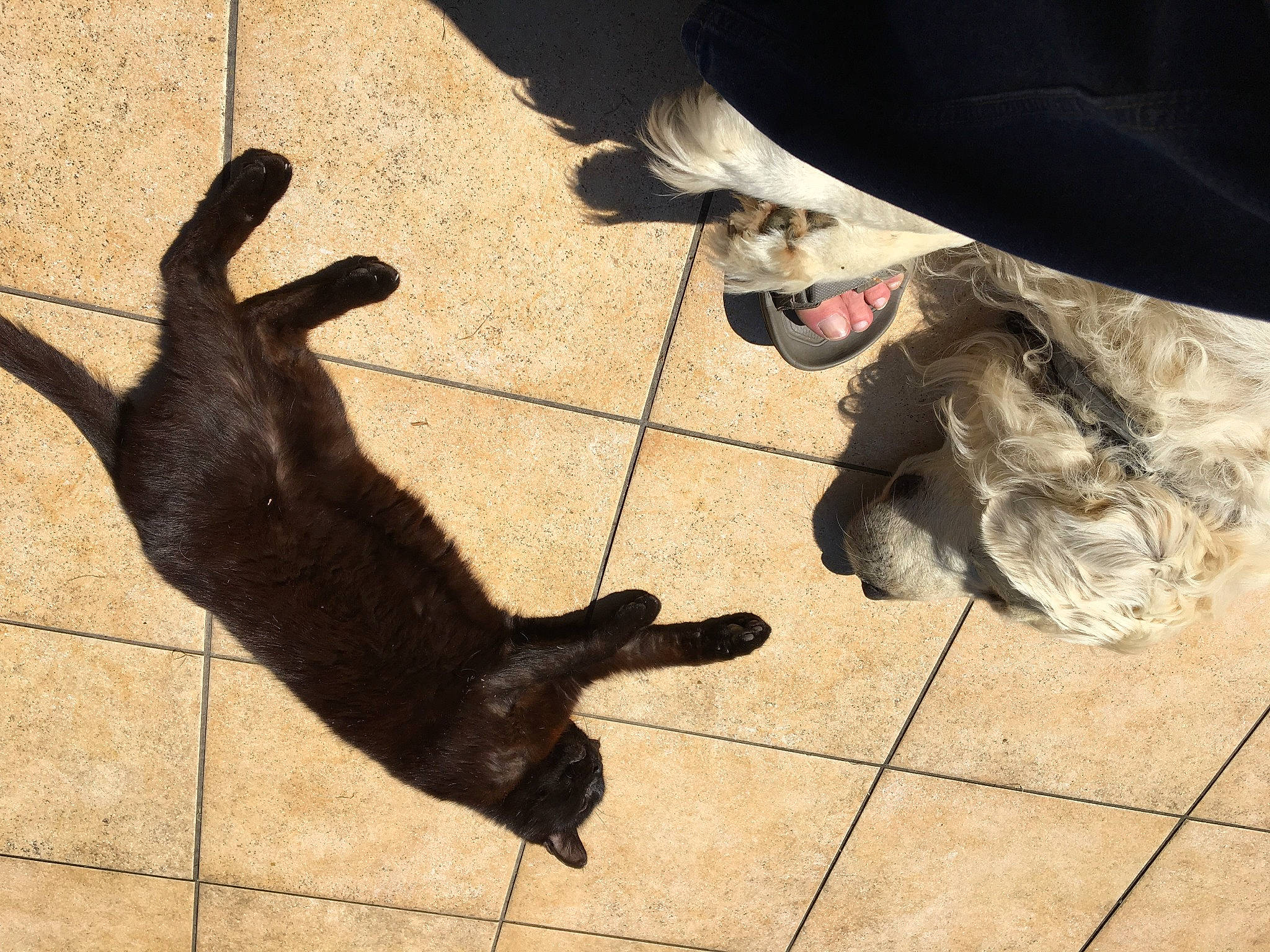 Guizmo a rejoint le concours — aidez-le/la à gagner de superbes lots ! carnivore, companion_dog, dog_breed, felidae, floor, flooring, foot, fur, gesture, hat, paw, road_surface, shadow, small_to_medium_sized_cats, snout, sun_hat, sunglasses, tail, tints_and_shades, whiskers