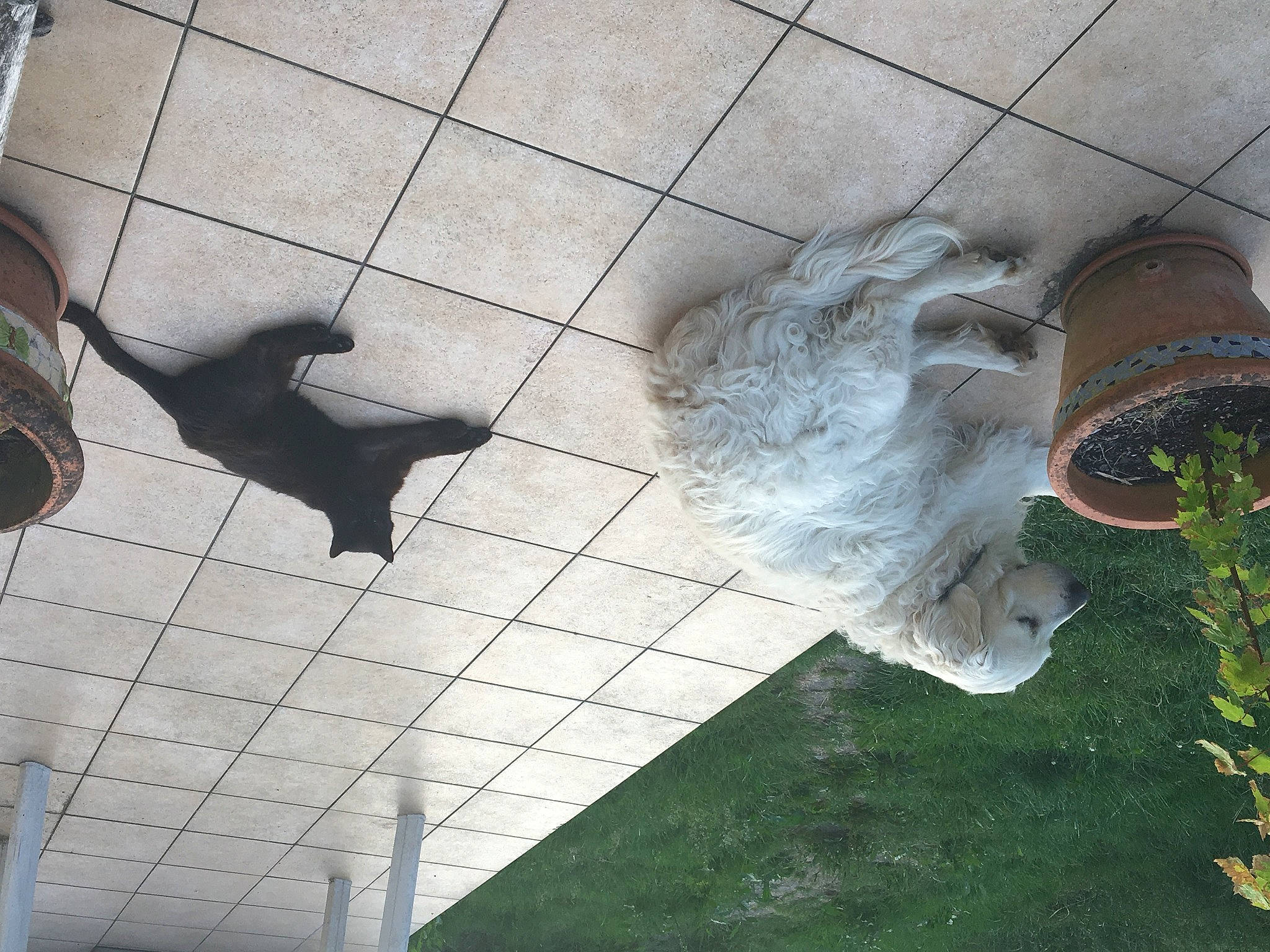 Guizmo a rejoint le concours — aidez-le/la à gagner de superbes lots ! art, ceiling, cobblestone, concrete, flooring, foot, glass, grass, human_leg, metal, pattern, plant, road_surface, shadow, sidewalk, tail, tints_and_shades, visual_arts, water, wing