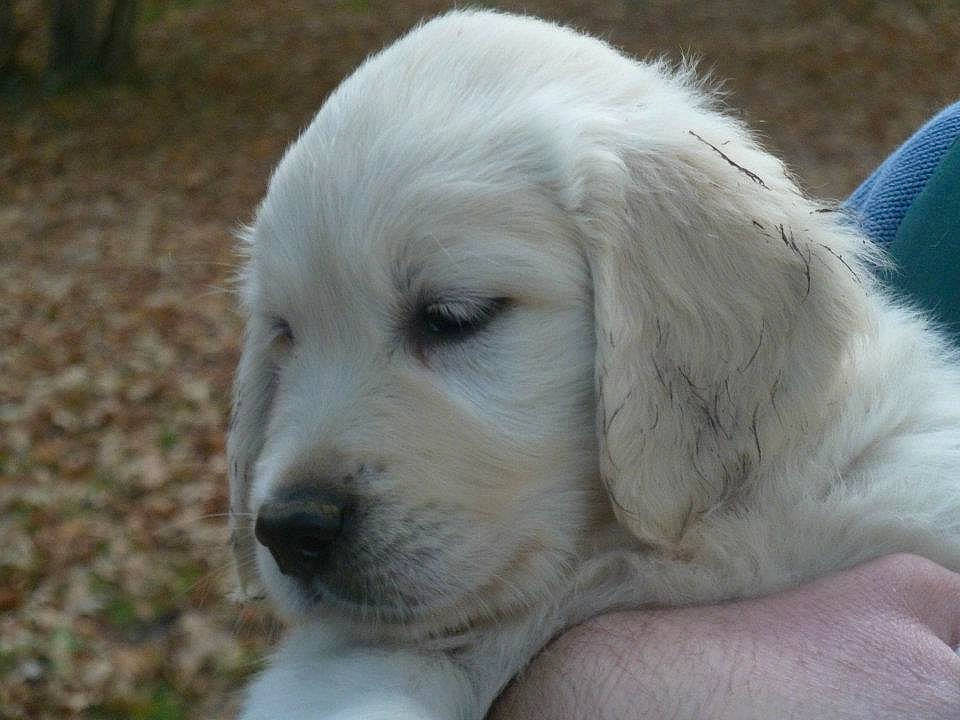 Guizmo participe au concours pour gagner de l'argent avec cette photo : bored, canidae, carnivore, companion_dog, dog, dog_breed, fawn, fur, livestock_guardian_dog, polish_tatra_sheepdog, terrestrial_animal, whiskers