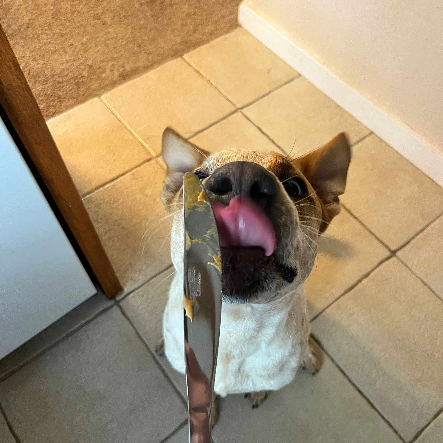 Reggie is registered to the contest to win money with this photo: accessories, animal, blade, bodypart, bulldog, canine, dagger, dog, hound, indoors, interiordesign, knife, leash, mouth, person, pet, puppy, strap, sword, weapon