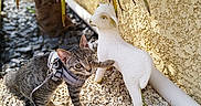 Blue a rejoint le concours — aidez-le/la à gagner de superbes lots ! kitten, cat, harness, leash, decorative_lamb, statue, pebbles, plants, greenery, outdoor, sunlight, curious, tabby, pet, playful, wall, garden, nature, animal, young_cat