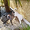 kitten, cat, harness, leash, decorative_lamb, statue, pebbles, plants, greenery, outdoor, sunlight, curious, tabby, pet, playful, wall, garden, nature, animal, young_cat