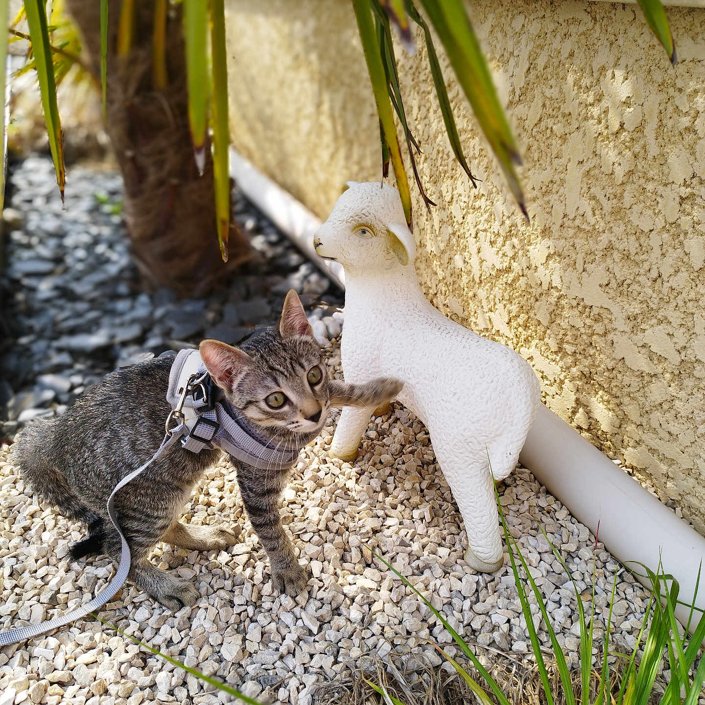 Blue a rejoint le concours — aidez-le/la à gagner de superbes lots ! kitten, cat, harness, leash, decorative_lamb, statue, pebbles, plants, greenery, outdoor, sunlight, curious, tabby, pet, playful, wall, garden, nature, animal, young_cat