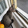 Blue a rejoint le concours — aidez-le/la à gagner de superbes lots ! cat, tabby_cat, window, windowsill, rain, screen, orange, fruit, pet, animal, curious, indoor, looking_out, fur, whiskers, ears, tail, daylight, house, quiet