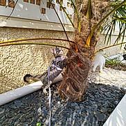 Blue a rejoint le concours — aidez-le/la à gagner de superbes lots ! kitten, cat, harness, leash, palm_tree, stones, yellow_wall, outdoor, sunlight, plant, pet, curious, small_animal, nature, garden, decorative_statue, texture, shadow, daylight, playful