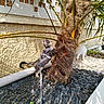 kitten, cat, harness, leash, palm_tree, stones, yellow_wall, outdoor, sunlight, plant, pet, curious, small_animal, nature, garden, decorative_statue, texture, shadow, daylight, playful