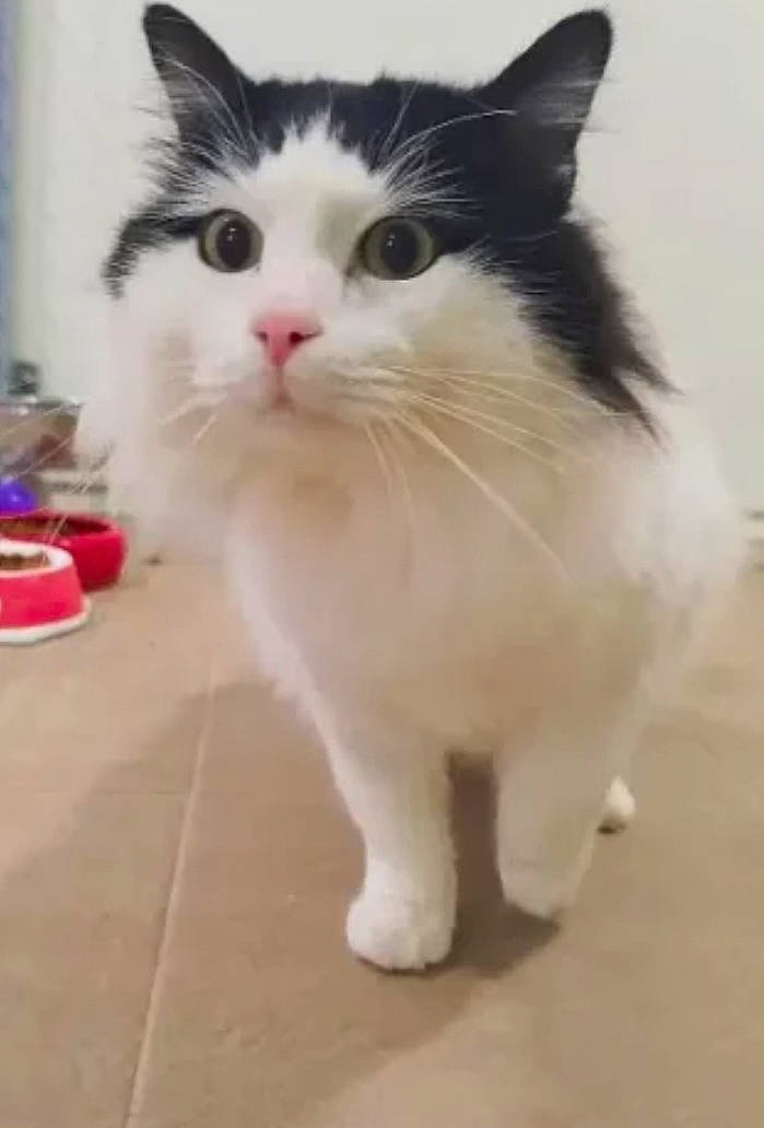 Link participe au concours pour gagner de l'argent avec cette photo : box, carnivore, cat, claw, domestic_short_haired_cat, felidae, flooring, foot, fur, hardwood, paw, sitting, small_to_medium_sized_cats, snout, tail, whiskers