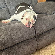 Alexa is registered to the contest to win money with this photo: black_patch, bulldog, carpet, closeup, collar, couch, dog, domestic_animal, furniture, indoor, living_room, lounging, pet, portrait, relaxed, sleepy, sofa, upholstery, white_coat, wrinkled_face