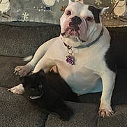 Alexa is registered to the contest to win money with this photo: black_cat, blanket, bulldog, cat, collar, companionship, couch, cozy, dog, face, fur, id_tag, indoor, paws, pet, portrait, relaxed, sitting, snowman_pattern, sofa