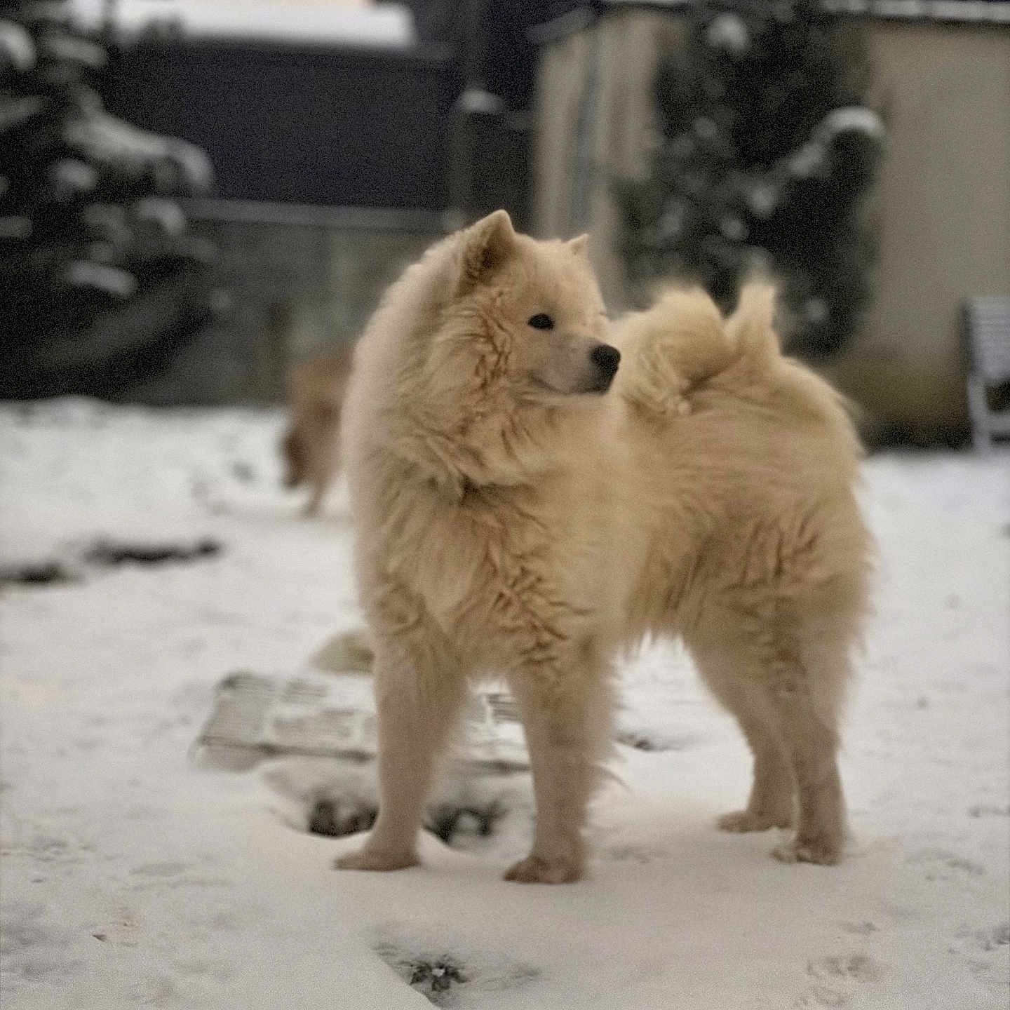 United a rejoint le concours — aidez-le/la à gagner de superbes lots ! dog, snow, outdoor, fluffy, winter, animal, pet, yard, fur, mammal, canine, standing, cold, nature, domestic_animal, background_blur, quiet, daytime, guarding, winter_climate