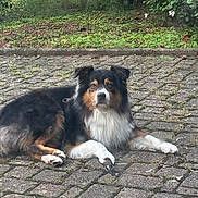 Pablo participe au concours pour gagner de l'argent avec cette photo : dog, bird, pavement, outdoor, greenery, leaf, animal, nature, fur, pet, tricolor, calm, paw, wildlife, stone, grass, small_bird, resting, daylight, closeup