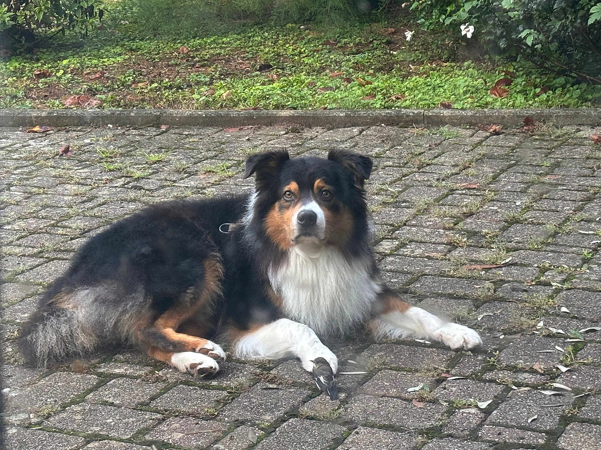 Pablo participe au concours pour gagner de l'argent avec cette photo : dog, bird, pavement, outdoor, greenery, leaf, animal, nature, fur, pet, tricolor, calm, paw, wildlife, stone, grass, small_bird, resting, daylight, closeup