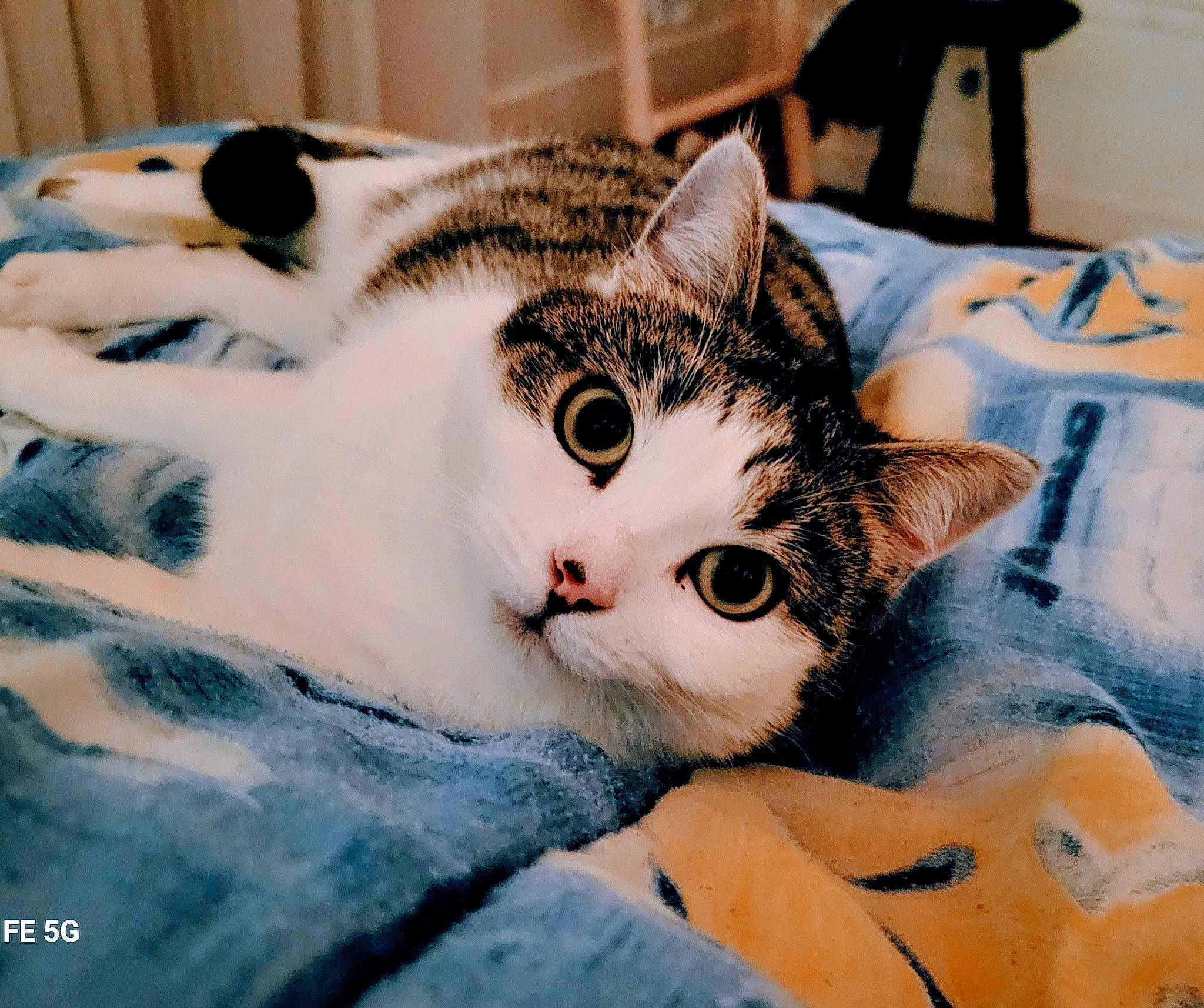 Moon a rejoint le concours — aidez-le/la à gagner de superbes lots ! carnivore, cat, comfort, domestic_short_haired_cat, door, eye, felidae, fur, paw, small_to_medium_sized_cats, snout, tail, tree, whiskers, window, wood