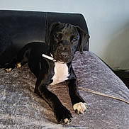 Ozzy joined the competition — help win amazing prizes! dog, black_dog, white_paws, white_chest, collar, pet, indoor, couch, blanket, fur, animal, canine, relaxed, laying_down, looking_at_camera, domestic_animal, paw, ears, snout, comfortable