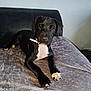 dog, black_dog, white_paws, white_chest, collar, pet, indoor, couch, blanket, fur, animal, canine, relaxed, laying_down, looking_at_camera, domestic_animal, paw, ears, snout, comfortable