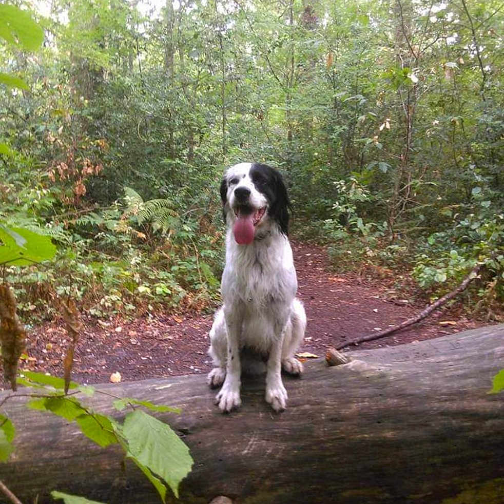 Billi a rejoint le concours — aidez-le/la à gagner de superbes lots ! dog, forest, nature, tree, log, trail, outdoor, greenery, animal, pet, canine, leaves, wood, park, happy, tongue_out, sitting, daytime, wildlife, adventure