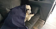 Billi a rejoint le concours — aidez-le/la à gagner de superbes lots ! dog, blanket, couch, leather, indoor, sleeping, nap, spotted, black, white, wooden_floor, furniture, relaxing, cozy, resting, pet, animal, domestic, home, covered