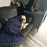 dog, blanket, couch, leather, indoor, sleeping, nap, spotted, black, white, wooden_floor, furniture, relaxing, cozy, resting, pet, animal, domestic, home, covered