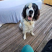 Billi participe au concours pour gagner de l'argent avec cette photo : dog, black_and_white, pet, happy, smiling, outdoor, wooden_deck, fence, bench, plants, covered_bench, fur, canine, sitting, looking_up, daylight, nature, domestic_animal, tongue_out, friendly