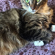 Manolo is registered to the contest to win money with this photo: animal, bed, blanket, cat, close_up, cute, domestic_animal, feline, floral_pattern, fur, green_eyes, indoor, paws, pet, portrait, purple, relaxed, resting, tabby_cat, whiskers