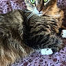 animal, bed, blanket, cat, close_up, cute, domestic_animal, feline, floral_pattern, fur, green_eyes, indoor, paws, pet, portrait, purple, relaxed, resting, tabby_cat, whiskers