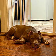 Hedwig is registered to the contest to win money with this photo: animal, baby_gate, brown_dog, canine, dog, domestic_animal, ears_cropped, floor_shadow, floor_tile, flooring, guard_dog, home_interior, indoor, looking_up, lying_down, pet, puppy, resting, tile_floor, wooden_floor