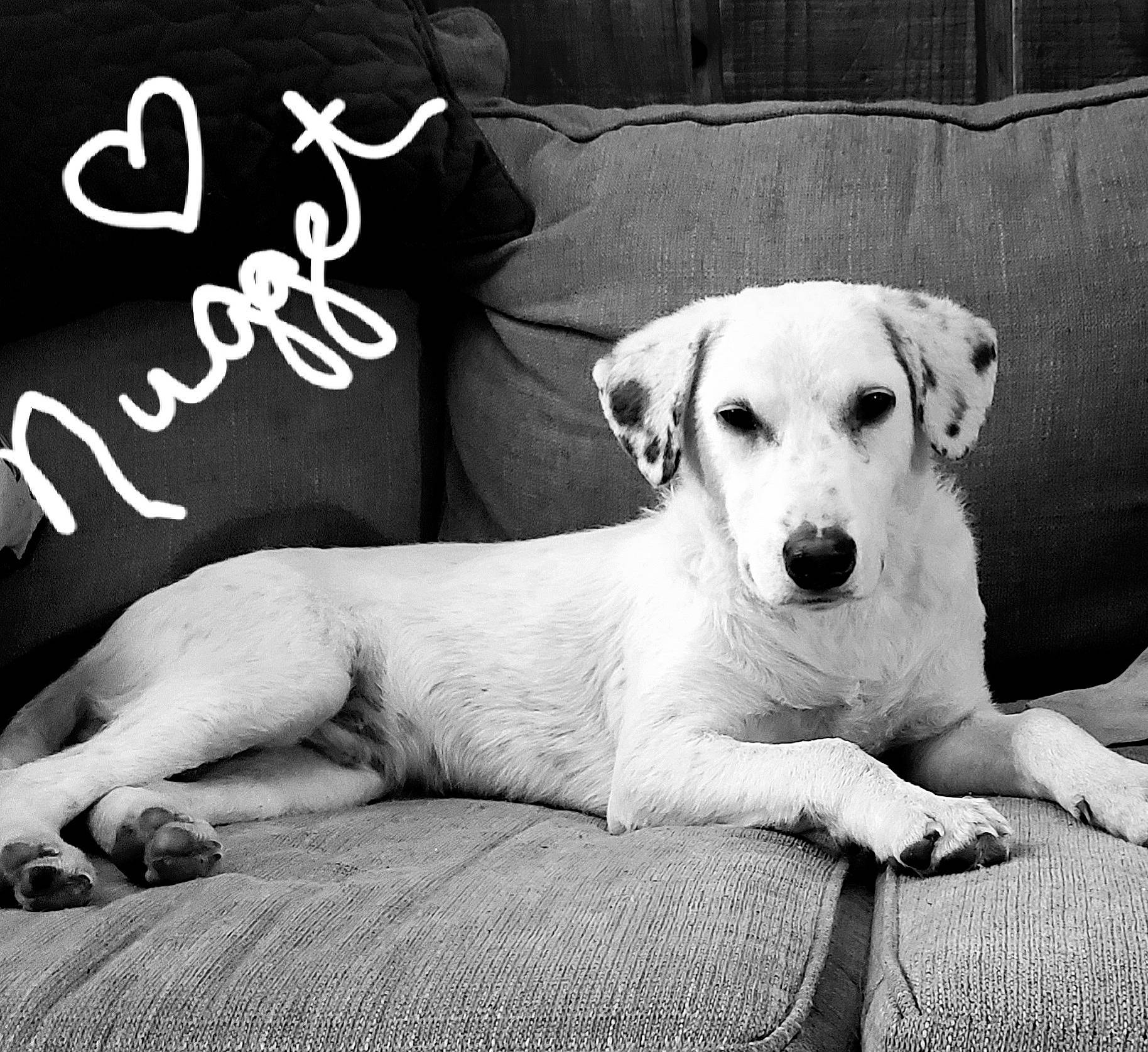 Nugget joined the competition — help win amazing prizes! black_and_white, canidae, carnivore, comfort, companion_dog, dog, dog_breed, font, happy, human_leg, monochrome, monochrome_photography, paw, photo_caption, photograph, rectangle, snout, stock_photography, style, white