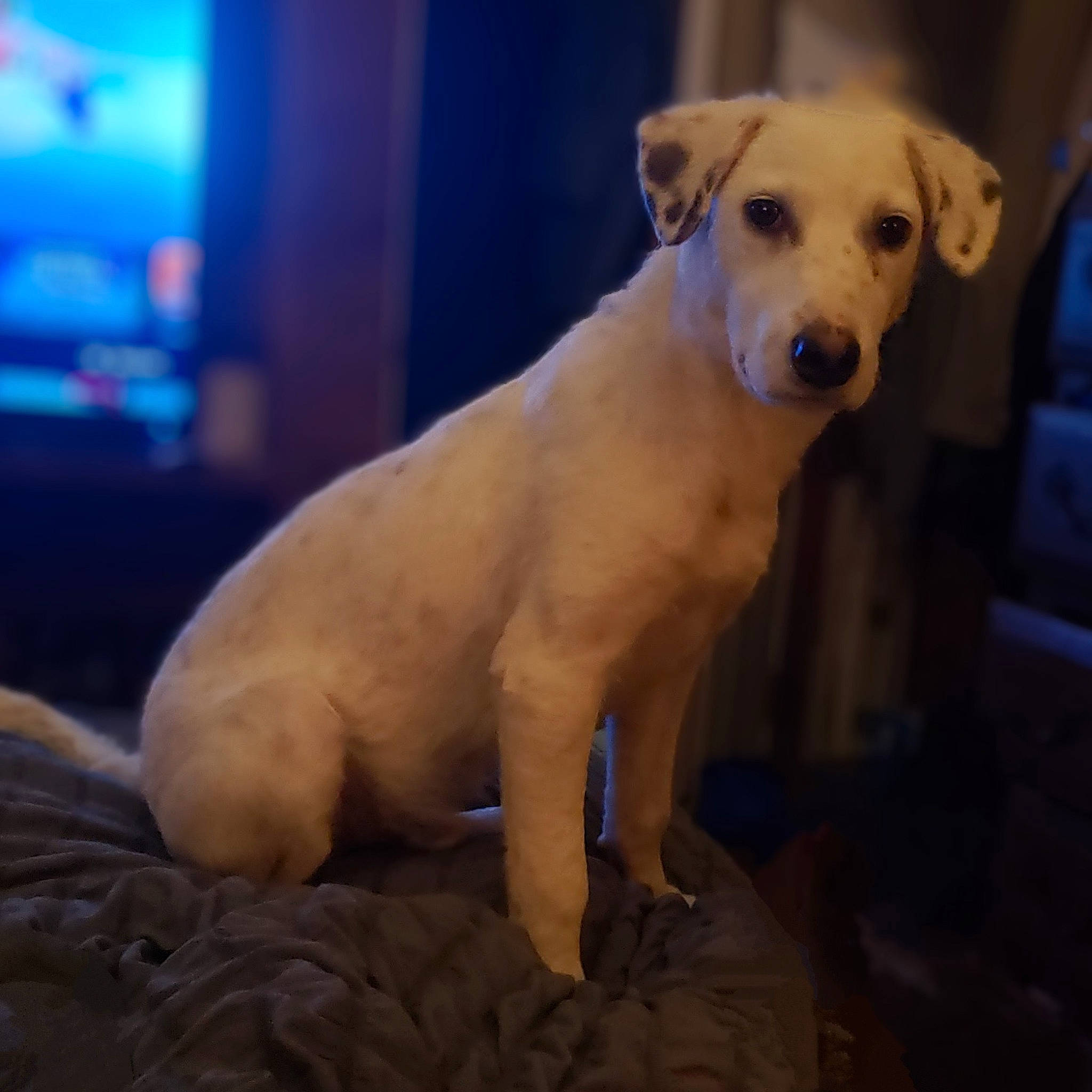 Nugget joined the competition — help win amazing prizes! ancient_dog_breeds, canidae, carnivore, companion_dog, dog, dog_breed, electric_blue, fawn, fur, non_sporting_group, pet_supply, puppy, snout, sporting_group, tail, terrestrial_animal, whiskers, working_animal