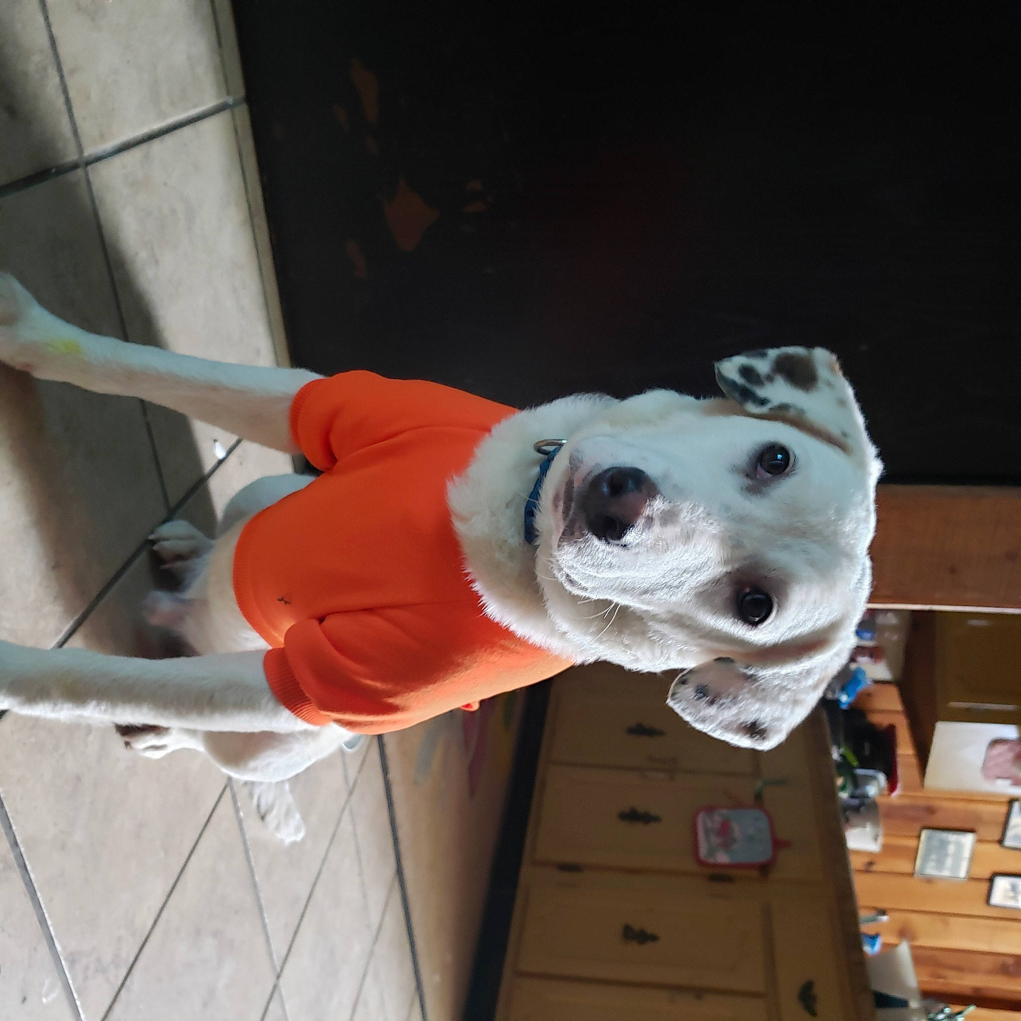 Nugget joined the competition — help win amazing prizes! adventure, box, carmine, carnivore, climbing, climbing_harness, collar, companion_dog, costume, dog, dog_breed, fun, non_sporting_group, recreation, rock_climbing_equipment, rope, smile, wood, working_animal