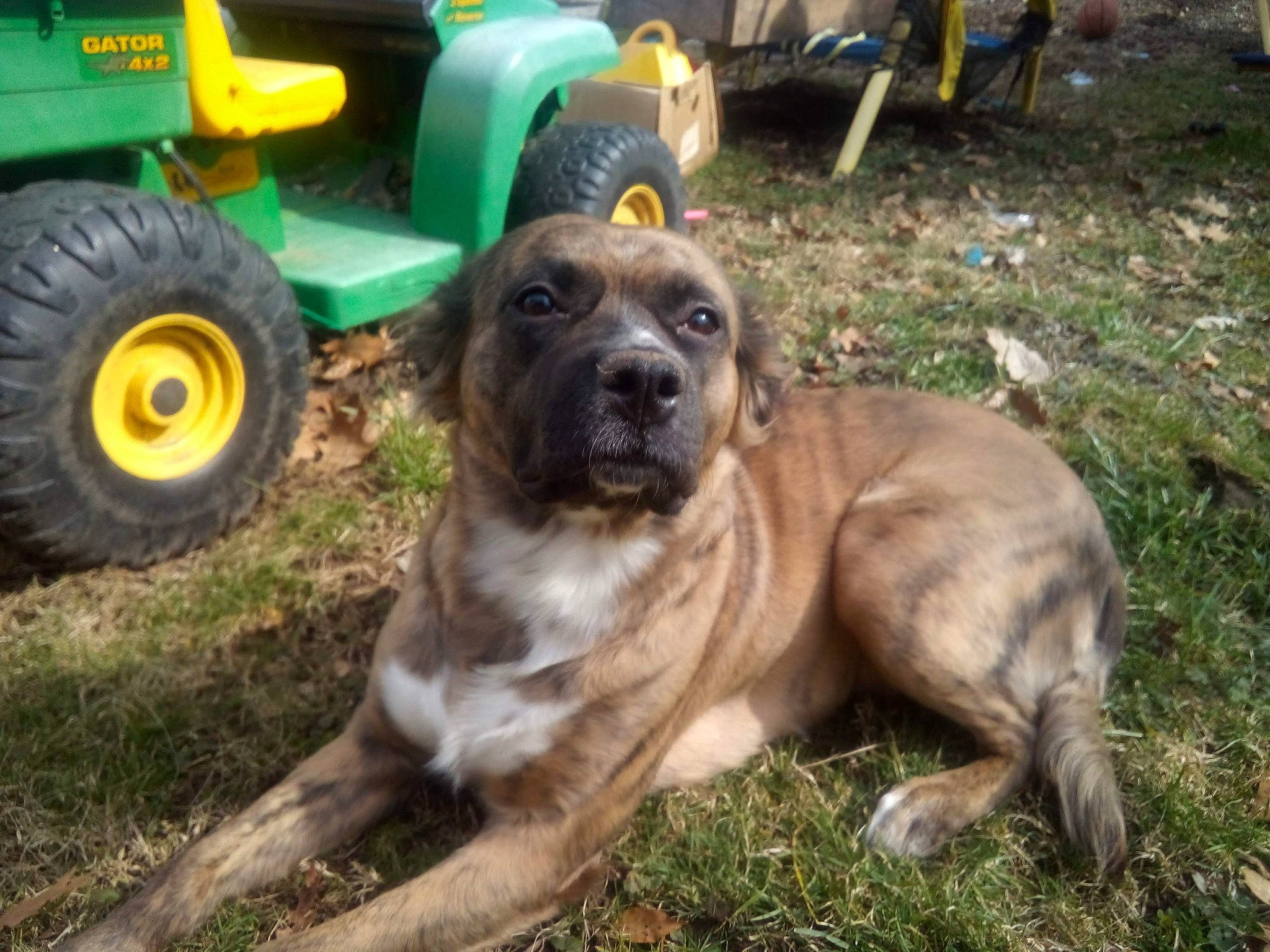 Shiloh joined the competition — help win amazing prizes! agricultural_machinery, automotive_tire, carnivore, chair, companion_dog, dog, dog_breed, fawn, fender, grass, motor_vehicle, plant, sporting_group, synthetic_rubber, tire, tire_care, tread, vehicle, wheel, working_animal