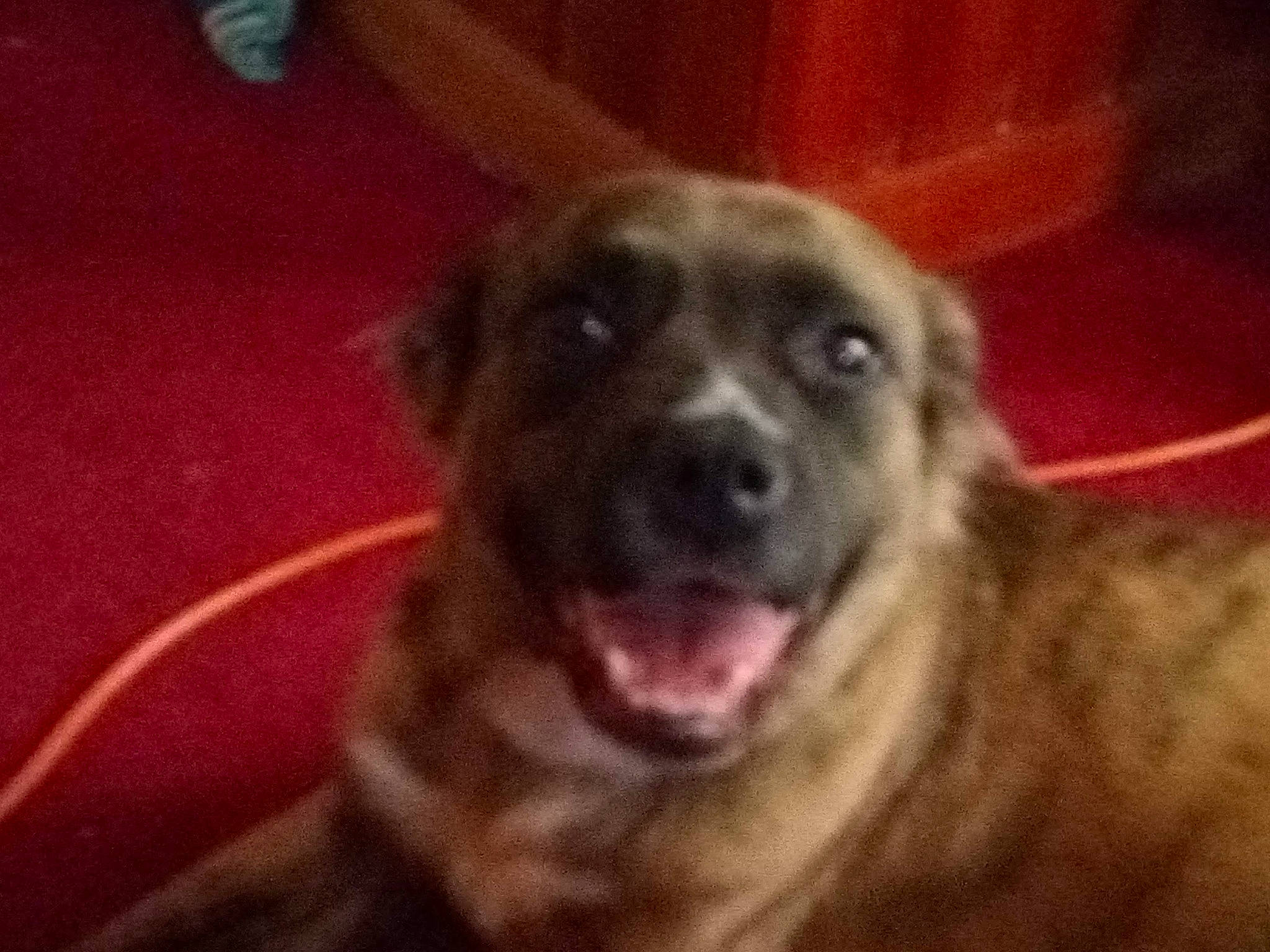 Shiloh is registered to the contest to win money with this photo: canidae, carnivore, companion_dog, dog, dog_breed, fawn, flooring, fur, night, snout, sporting_group, square, terrestrial_animal, whiskers, working_animal