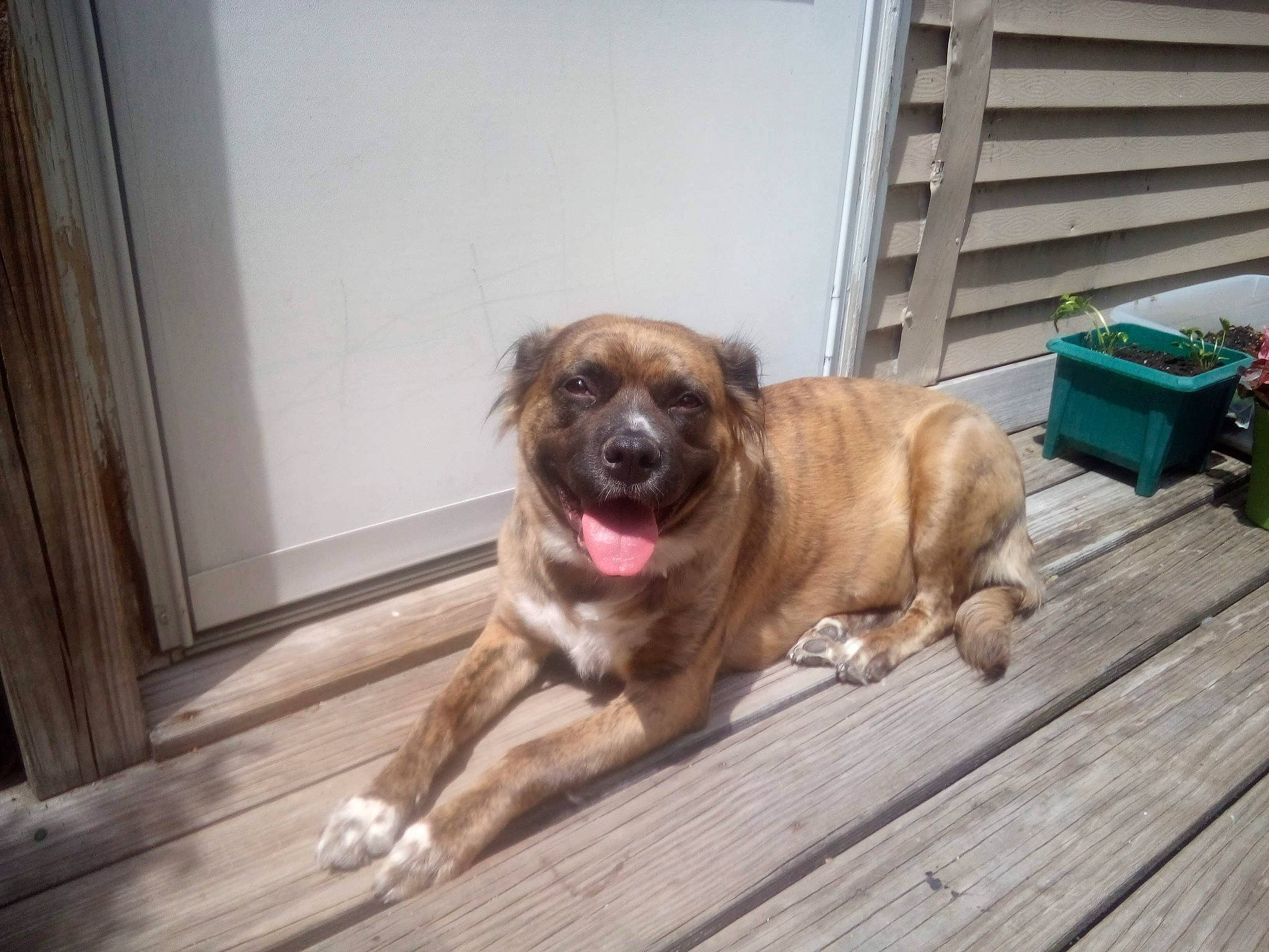 Shiloh joined the competition — help win amazing prizes! canidae, carnivore, companion_dog, dog, dog_breed, fawn, floor, flooring, fur, hardwood, liver, plank, snout, sporting_group, terrestrial_animal, wood, wood_flooring, working_animal, working_dog, wrinkle