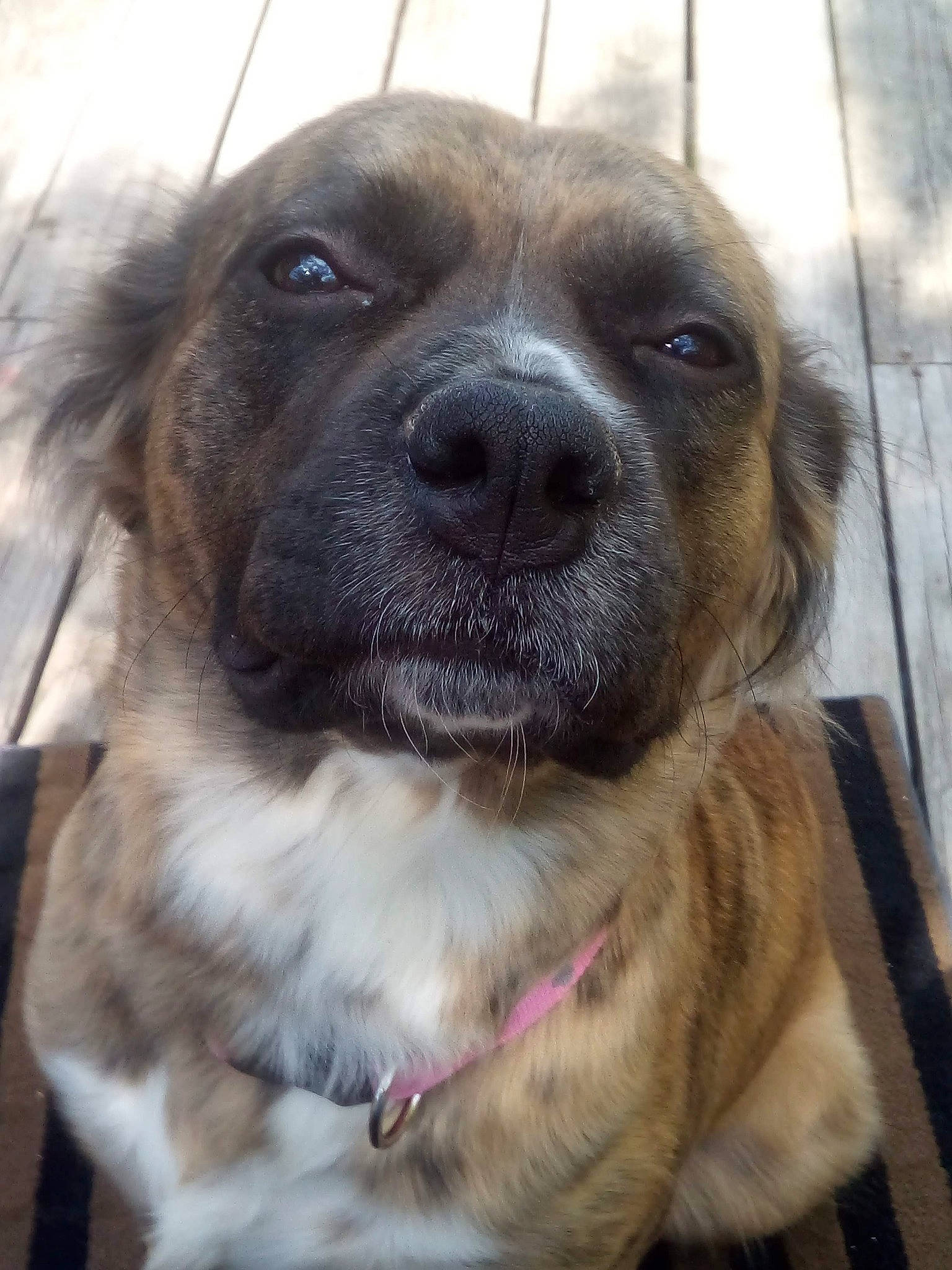 Shiloh joined the competition — help win amazing prizes! canidae, carnivore, collar, companion_dog, dog, dog_breed, dog_collar, eye, fawn, fur, head, leash, liver, pet_supply, snout, sporting_group, terrestrial_animal, whiskers, window, working_animal