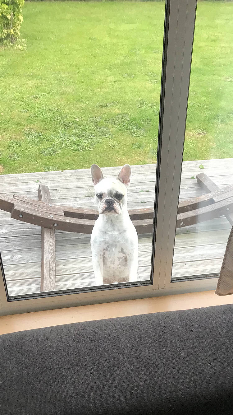 Rëva participe au concours pour gagner de l'argent avec cette photo : canidae, carnivore, collar, companion_dog, dog, dog_breed, fawn, felidae, mammal, outdoor_furniture, shade, small_to_medium_sized_cats, snout, sporting_group, tail, tints_and_shades, vertebrate, whiskers, window, wood