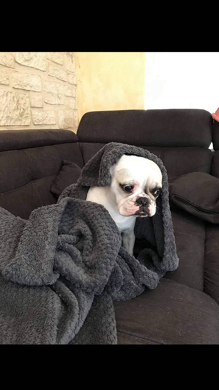 Rëva participe au concours pour gagner de l'argent avec cette photo : carnivore, chair, comfort, companion_dog, couch, dog, dog_breed, dog_supply, eyewear, fawn, furniture, grey, head, linens, pillow, sleeve, snout, toy_dog, whiskers, working_animal