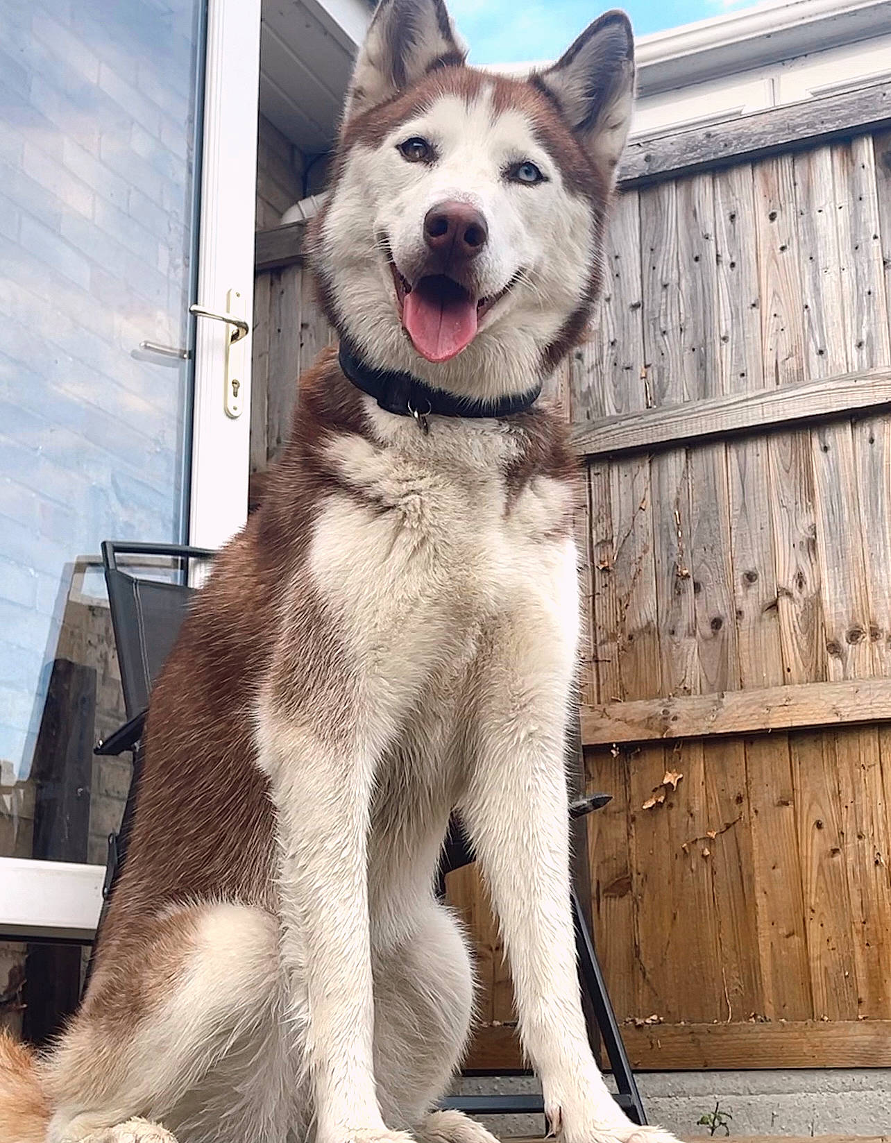 Nema joined the competition — help win amazing prizes! canidae, carnivore, collar, companion_dog, dog, dog_breed, dog_supply, fang, fawn, fur, leash, metal, paw, pet_supply, sky, snout, sporting_group, tail, terrestrial_animal, working_animal