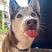 Nema is registered to the contest to win money with this photo: canidae, canis, carnivore, collar, companion_dog, dog, dog_breed, dog_collar, fawn, fur, herding_dog, plant, siberian_husky, sky, sled_dog, snout, sporting_group, whiskers, wolf, working_animal