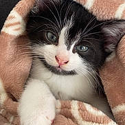 Snow participe au concours pour gagner de l'argent avec cette photo : kitten, cat, black_and_white, blanket, cozy, pet, animal, feline, portrait, close_up, whiskers, green_eyes, pink_nose, paws, fur, cuddly, indoors, couch, sleepy, cute