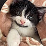 kitten, cat, black_and_white, blanket, cozy, pet, animal, feline, portrait, close_up, whiskers, green_eyes, pink_nose, paws, fur, cuddly, indoors, couch, sleepy, cute