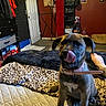 bed, black_fur, blanket, brown_fur, collar, dog, door, foot, furniture, indoor, leopard_print, pet_bed, playful, puppy, quilt, red_wall, room, shelf, tattoo, tongue_out