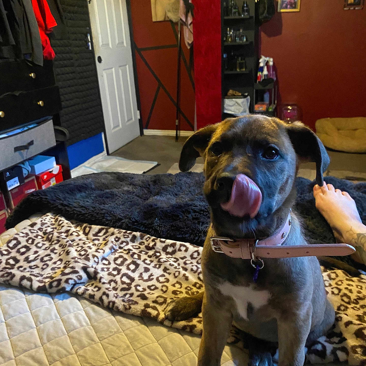 Harley