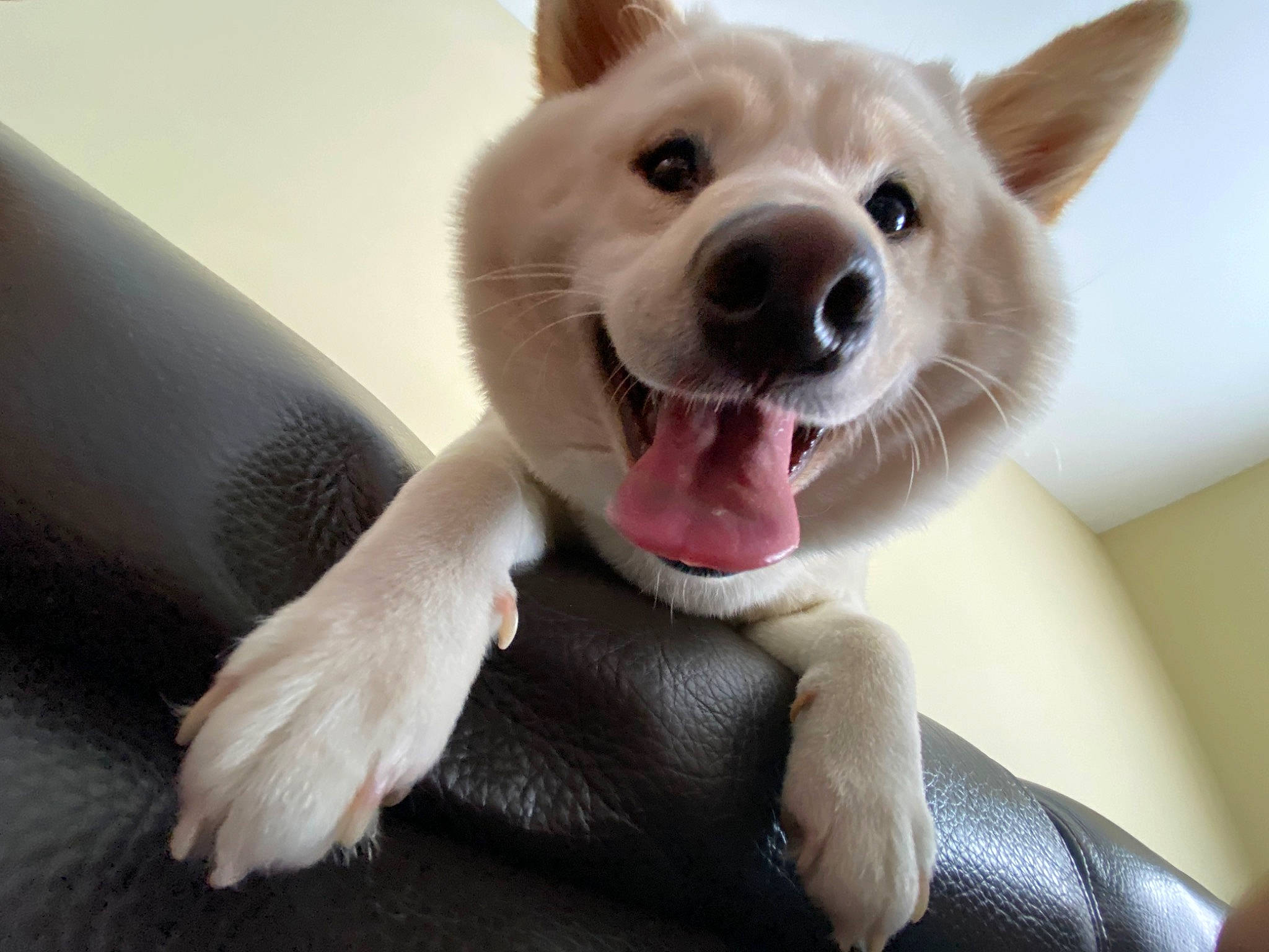 Asia a rejoint le concours — aidez-le/la à gagner de superbes lots ! canidae, carnivore, collar, comfort, companion_dog, dog, dog_breed, ear, fawn, foot, fur, gesture, paw, snout, sporting_group, stuffed_toy, terrestrial_animal, toy, whiskers, working_animal