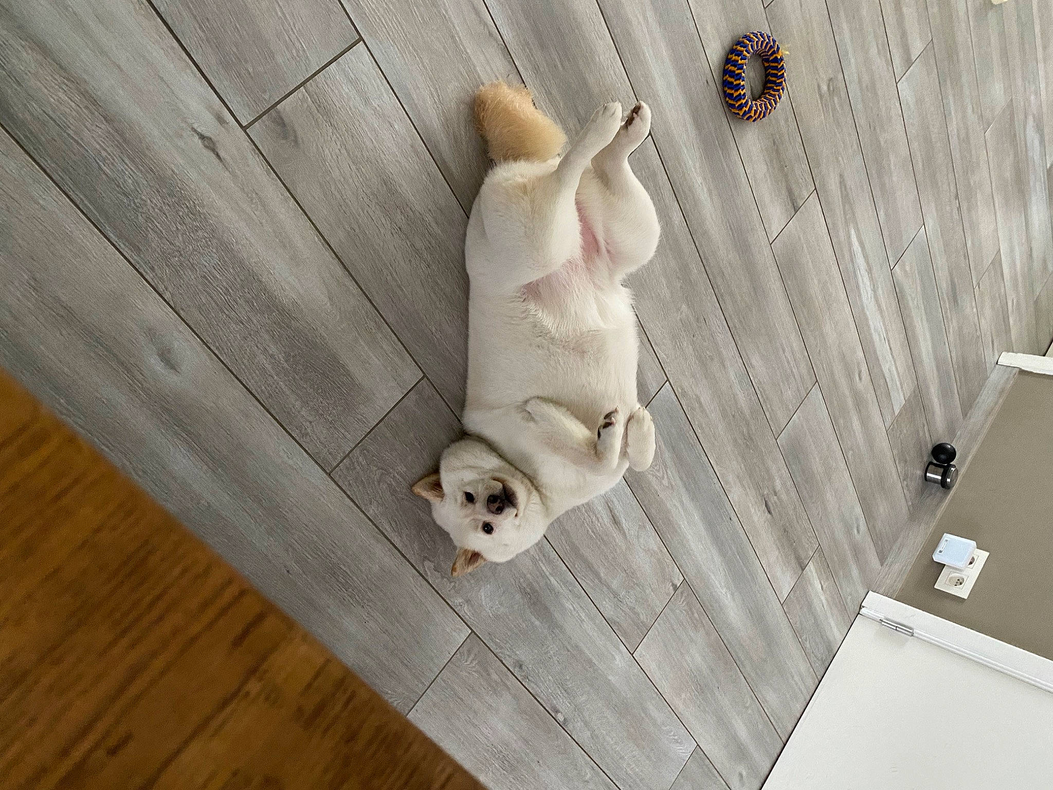 Asia participe au concours pour gagner de l'argent avec cette photo : beige, canidae, companion_dog, dog, dog_breed, fawn, flooring, hardwood, machine, plank, plywood, rectangle, tail, terrestrial_animal, toy, varnish, wood, wood_flooring, wood_stain, working_animal